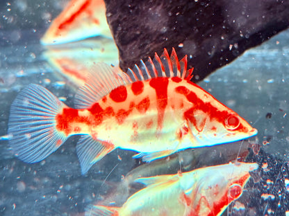 Mandarinfisch Albino Red Siniperca chuatsi 7-9 cm