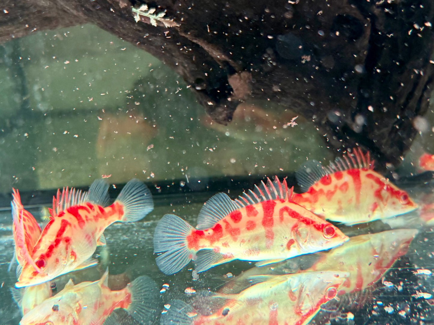 Mandarinfisch Albino Red Siniperca chuatsi 7-9 cm