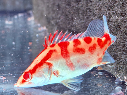 Mandarinfisch Albino Red Siniperca chuatsi 7-9 cm