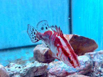 Mandarinfisch Siniperca chuatsi 15 cm