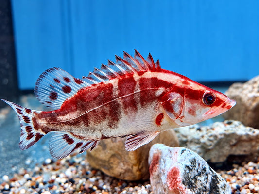 Mandarinfisch Siniperca chuatsi 15 cm