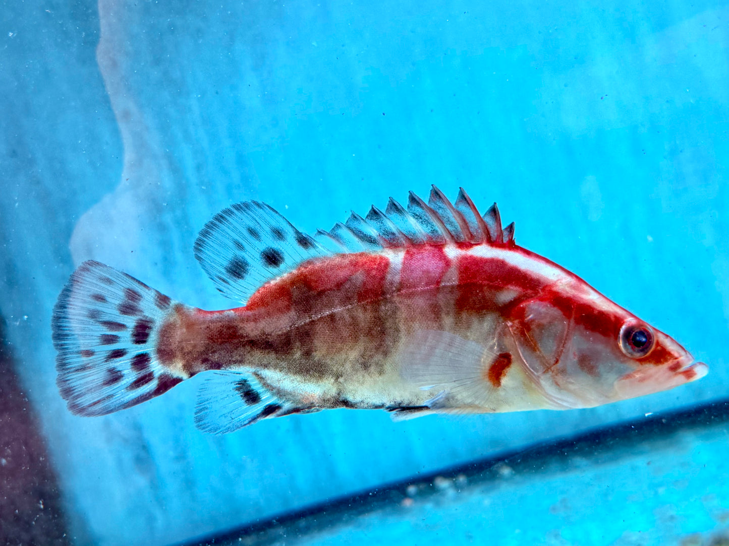 Mandarinfisch Siniperca chuatsi 15 cm