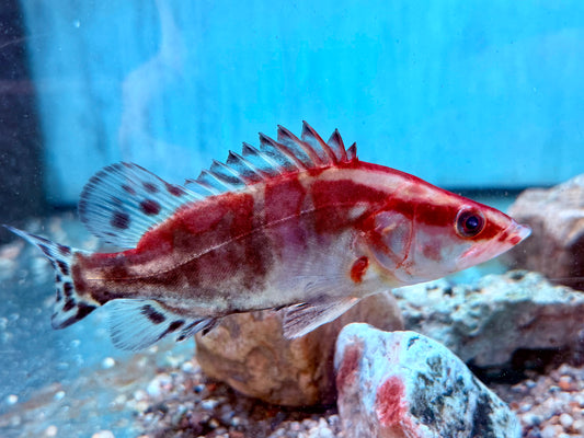 Mandarinfisch Siniperca chuatsi 15 cm