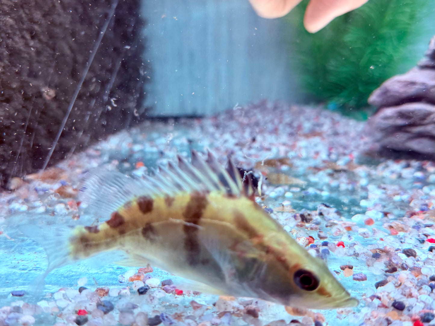 Mandarinfisch Siniperca chuatsi 8-9 cm
