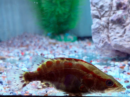 Mandarinfisch Siniperca chuatsi 8-9 cm