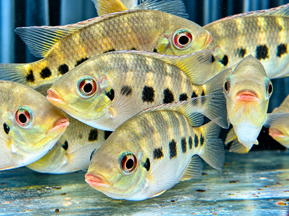 Marienbuntbarsch Tilapia mariae 4-5 cm