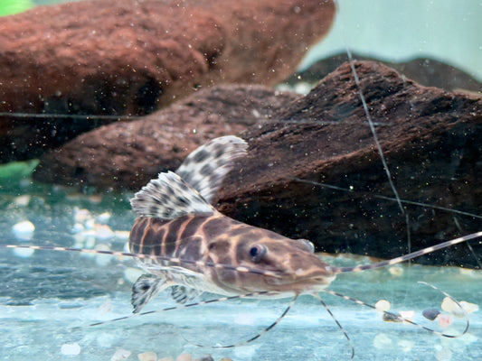 Marmor Prachtantennenwels Leiarius marmoratus 15-20 cm