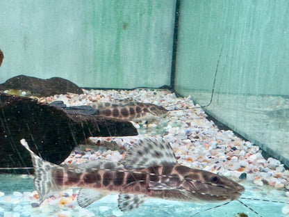 Marmor Prachtantennenwels Leiarius marmoratus 15-20 cm