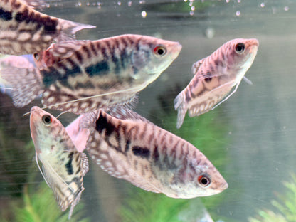 Marmorfadenfisch Trichogaster trichopterus