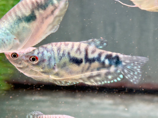 Marmorfadenfisch Trichogaster trichopterus
