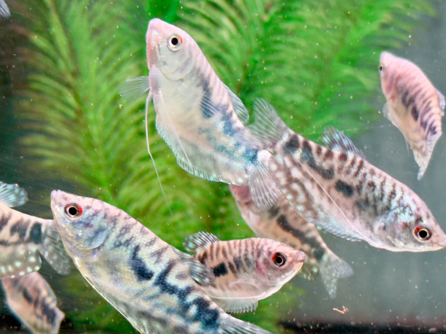 Marmorfadenfisch Trichogaster trichopterus