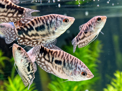 Marmorfadenfisch Trichogaster trichopterus