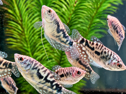 Marmorfadenfisch Trichogaster trichopterus