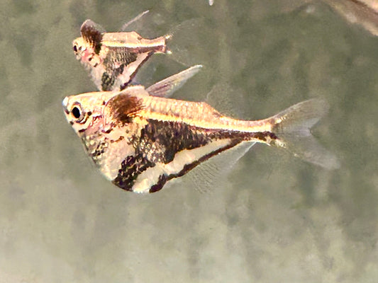 Marmorierter Beilbauchfisch  Carnegiella strigata