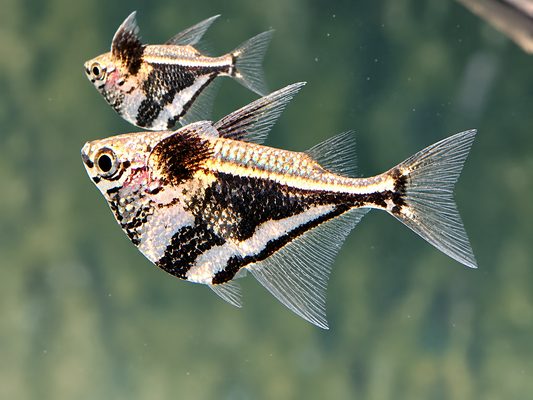 Marmorierter Beilbauchfisch  Carnegiella strigata