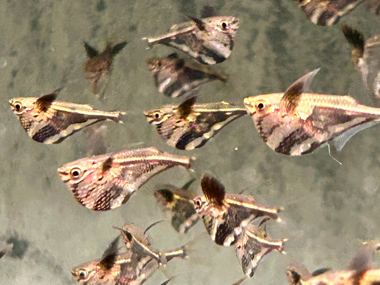 Marmorierter Beilbauchfisch  Carnegiella strigata
