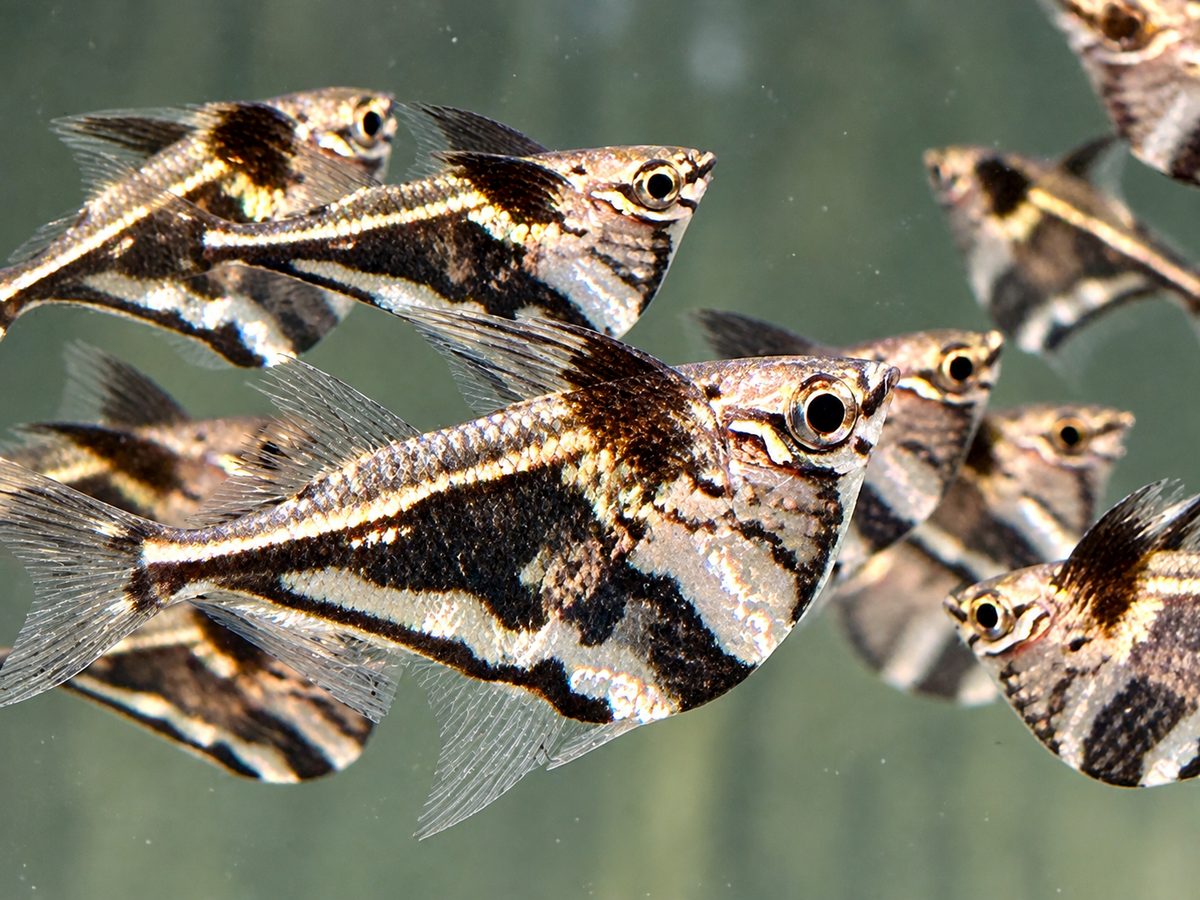 Marmorierter Beilbauchfisch  Carnegiella strigata