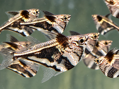Marmorierter Beilbauchfisch  Carnegiella strigata