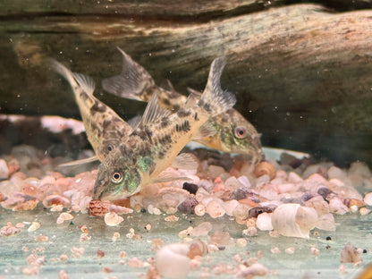 Marmorierter Panzerwels Corydoras paleatus