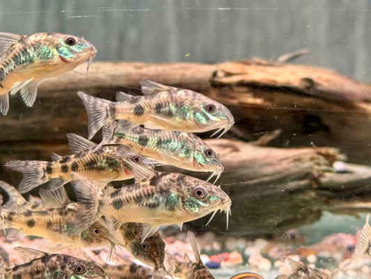 Marmorierter Panzerwels Corydoras paleatus
