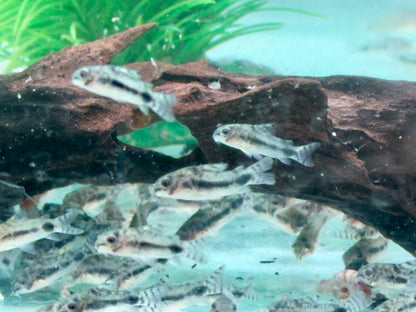 Marmorierter Zwergpanzerwels Corydoras habrosus Hoplisoma habrosum