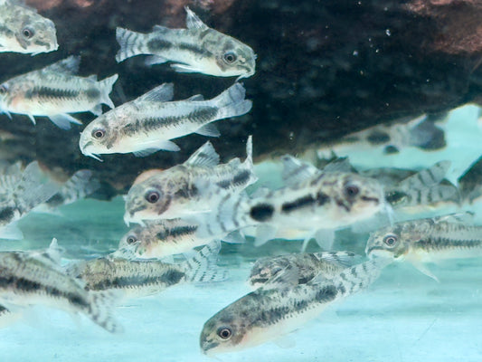 Marmorierter Zwergpanzerwels Corydoras habrosus Hoplisoma habrosum