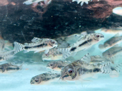Marmorierter Zwergpanzerwels Corydoras habrosus Hoplisoma habrosum