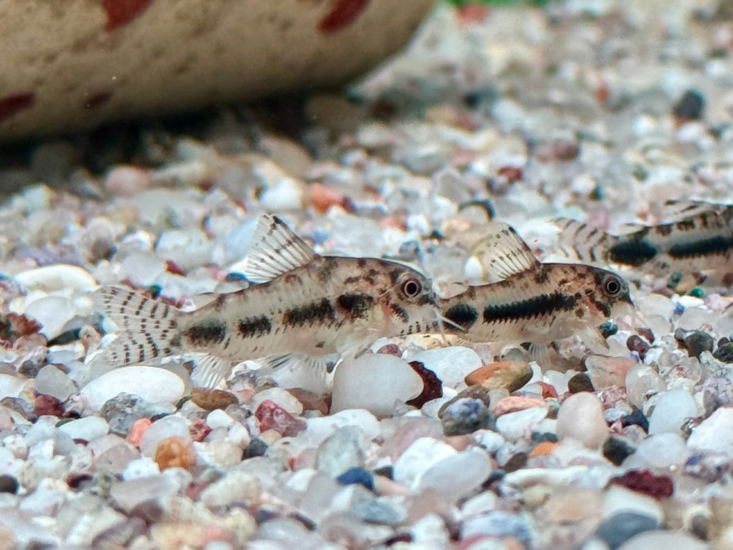 Marmorierter Zwergpanzerwels Corydoras habrosus Hoplisoma habrosum