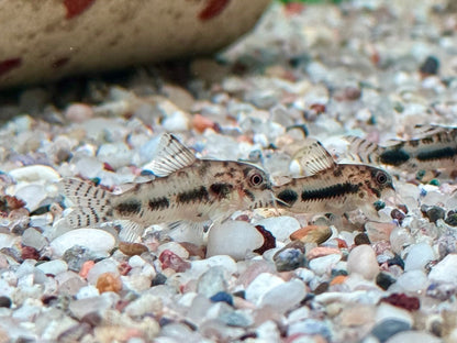 Marmorierter Zwergpanzerwels Corydoras habrosus Hoplisoma habrosum