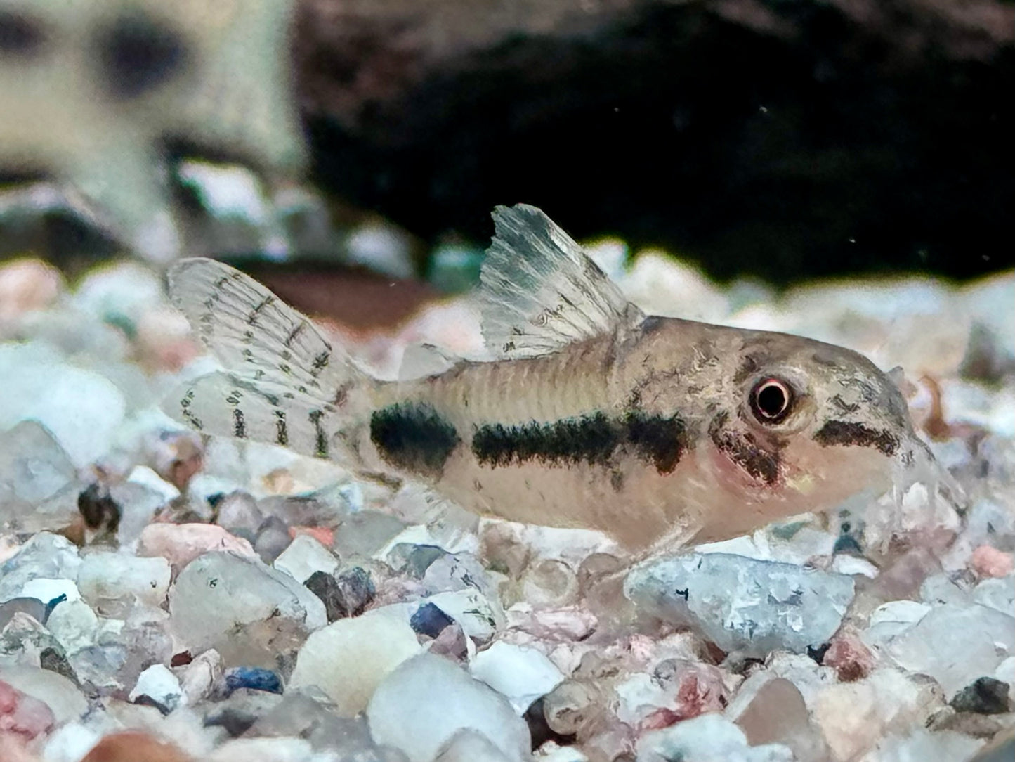 Marmorierter Zwergpanzerwels Corydoras habrosus Hoplisoma habrosum