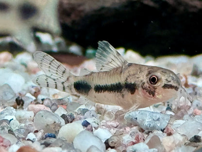 Marmorierter Zwergpanzerwels Corydoras habrosus Hoplisoma habrosum