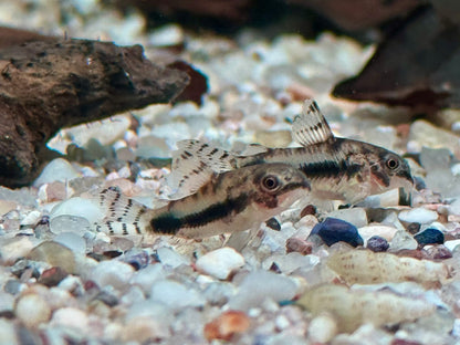Marmorierter Zwergpanzerwels Corydoras habrosus Hoplisoma habrosum