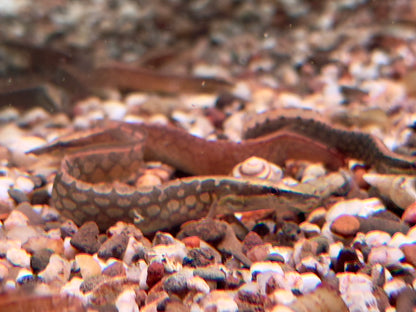 Marmorstachelaal oder Riesen Stachelaal Mastacembelus armatus