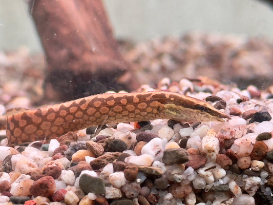 Marmorstachelaal oder Riesen Stachelaal Mastacembelus armatus