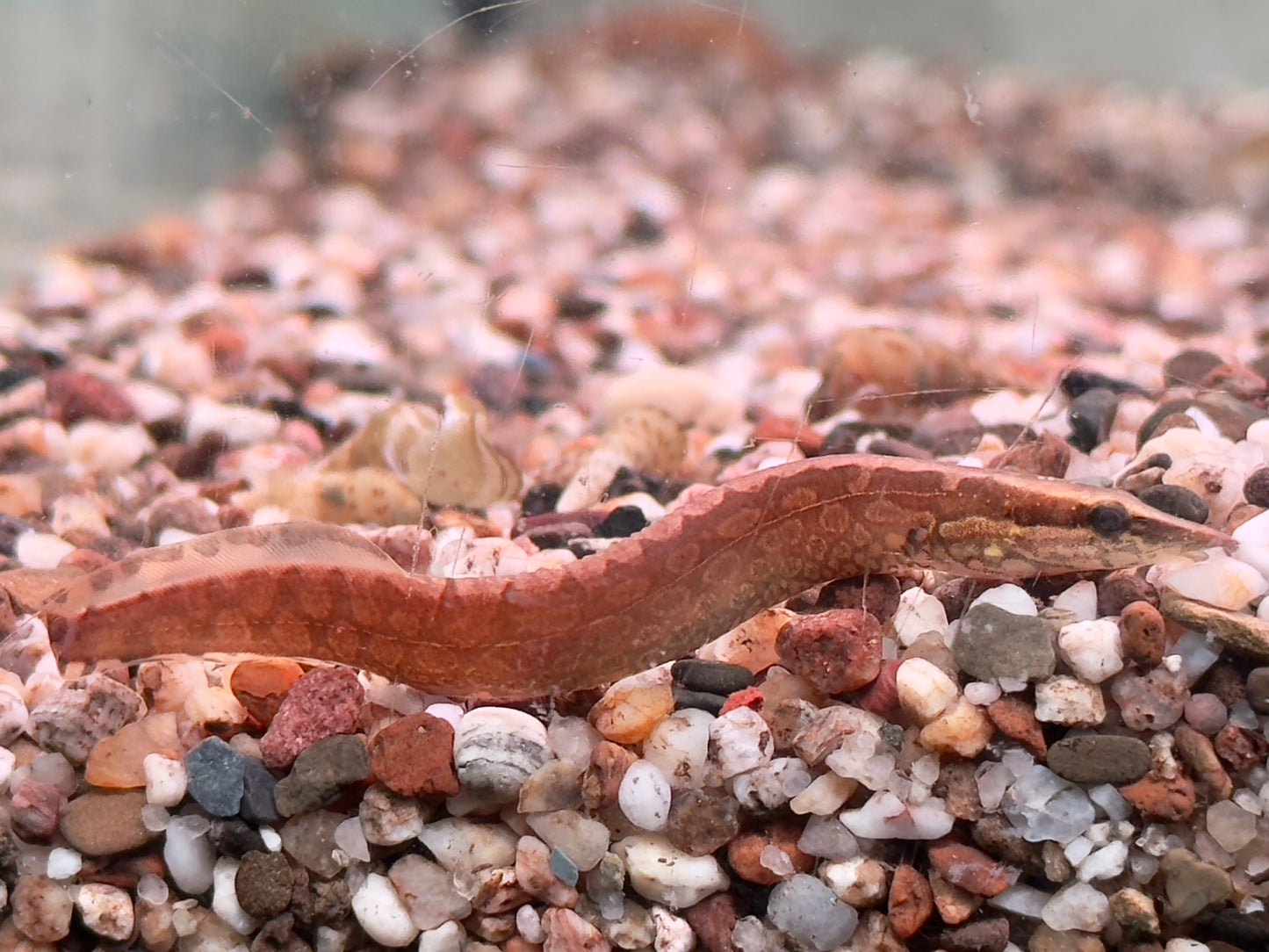 Marmorstachelaal oder Riesen Stachelaal Mastacembelus armatus