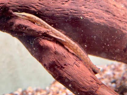 Marmorstachelaal oder Riesen Stachelaal Mastacembelus armatus