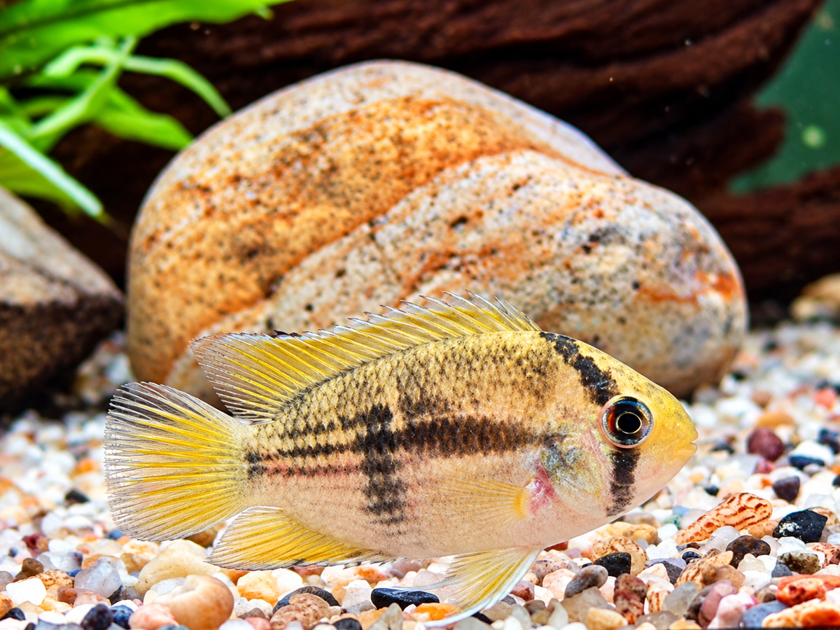 Maroni Buntbarsch Aequidens Cleithracara maronii