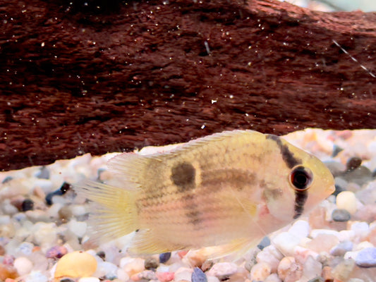 Maroni Buntbarsch Aequidens Cleithracara maronii