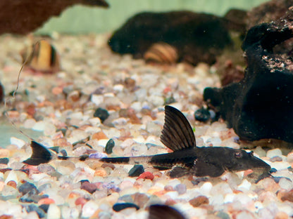 Maulbrütender Hexenwels Loricaria simillima