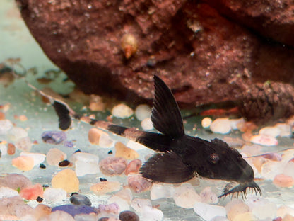 Maulbrütender Hexenwels Loricaria simillima