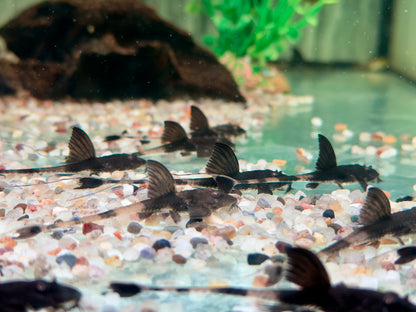 Maulbrütender Hexenwels Loricaria simillima