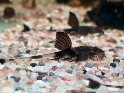 Maulbrütender Hexenwels Loricaria simillima