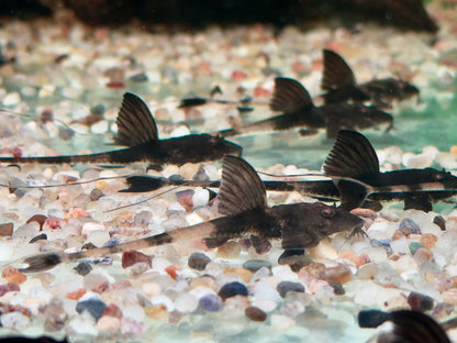 Maulbrütender Hexenwels Loricaria simillima