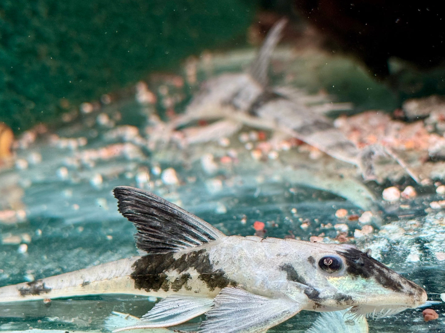 Maulbrütender Hexenwels Loricaria simillima WF 12-14 cm