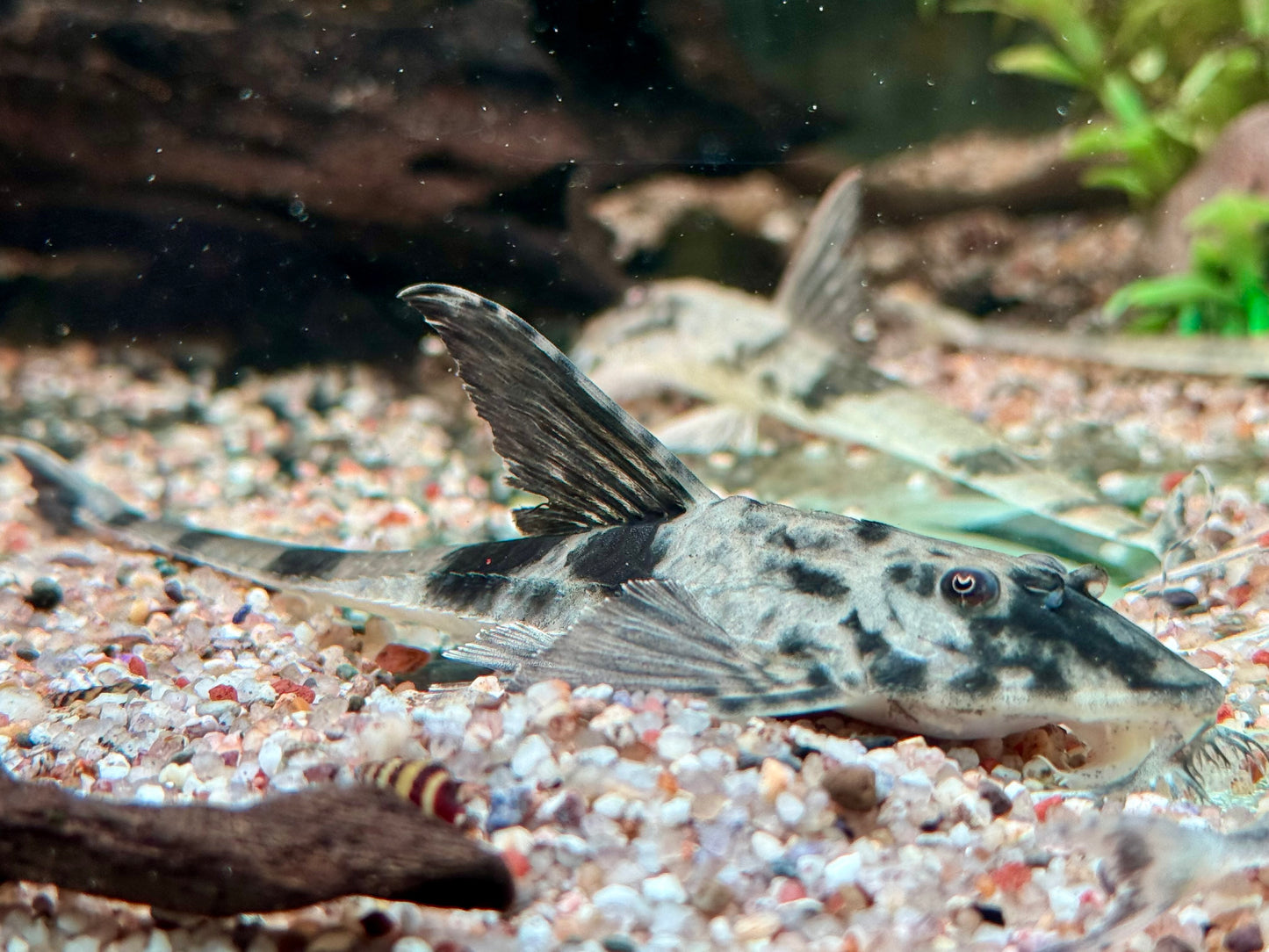 Maulbrütender Hexenwels Loricaria simillima WF 12-14 cm