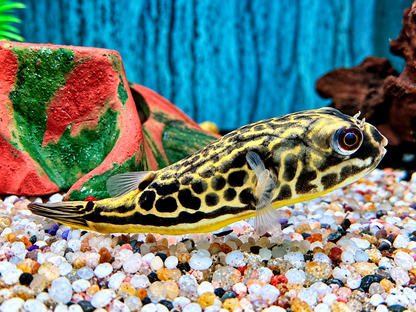 Mbu Kugelfisch Tetraodon mbu ca. 10 cm