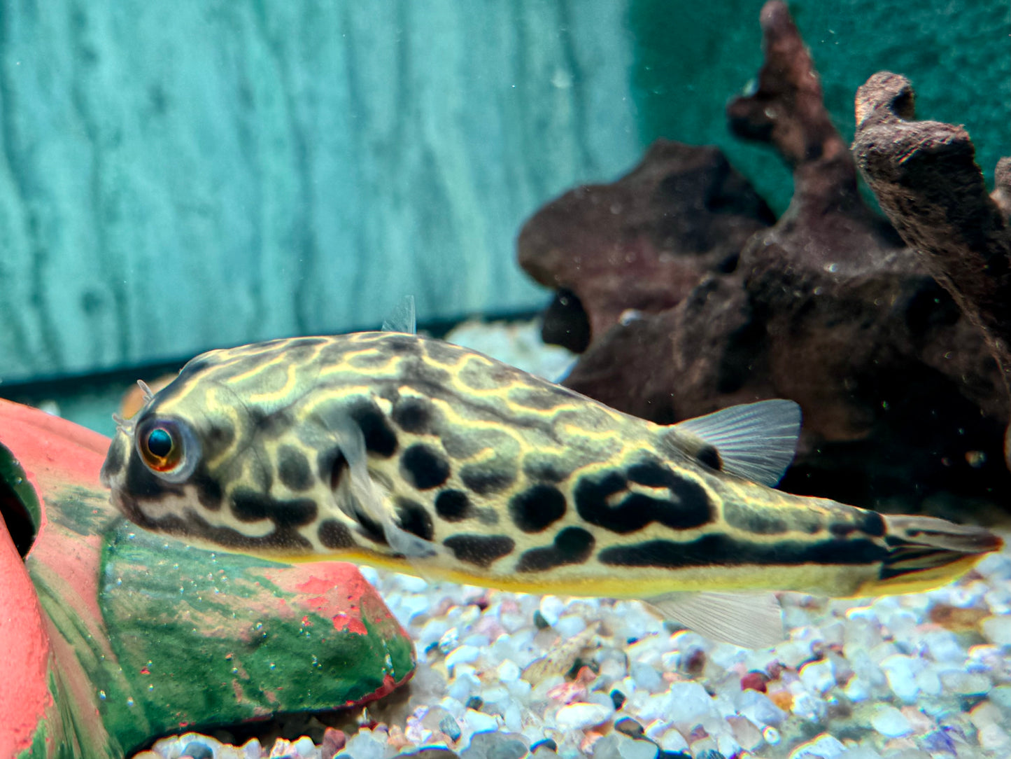 Mbu Kugelfisch Tetraodon mbu ca. 10 cm