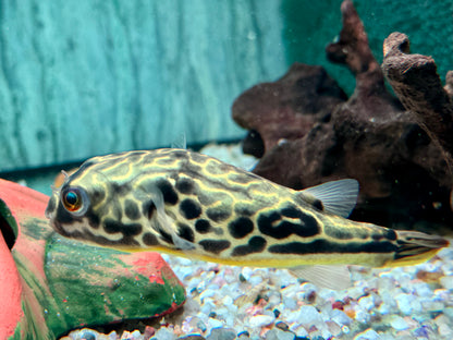 Mbu Kugelfisch Tetraodon mbu ca. 10 cm