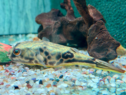 Mbu Kugelfisch Tetraodon mbu ca. 10 cm