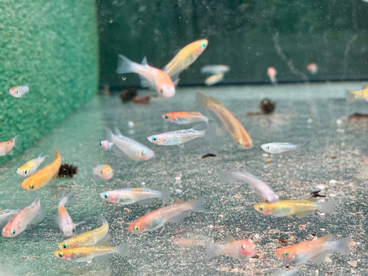 Medaka Reisfisch Mix Oryzias latipes